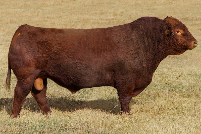 7SM97_IMPERIALMATURE
