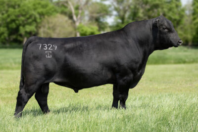G A R Flagstaff 7329
