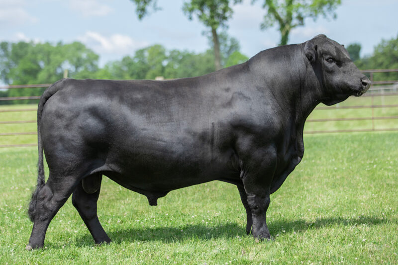 7AN774-BOSWELL_4G9A2002