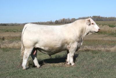 SVY Historic 241K