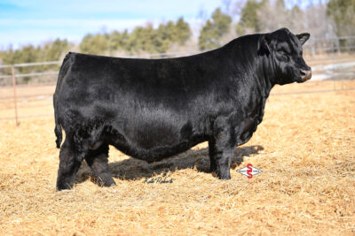 Ellingson Longevity