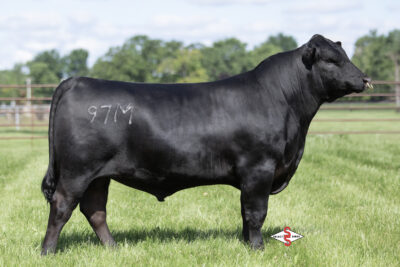 WHS Jackson 97M